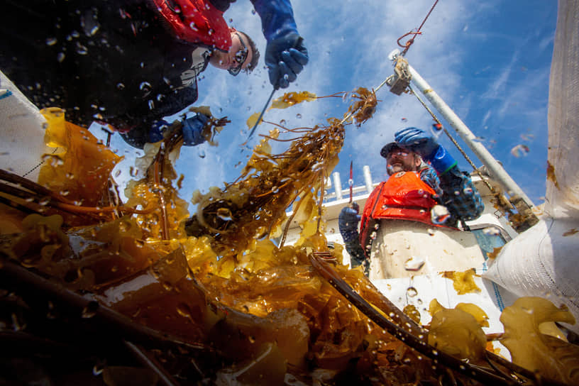 Даксбери, США. Моряки собирают водоросли на ферме в Массачусетсе