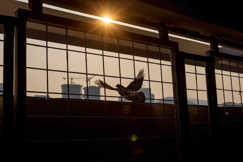 Торонто, Канада. Птица вылетает из гаража на фоне задымленного неба