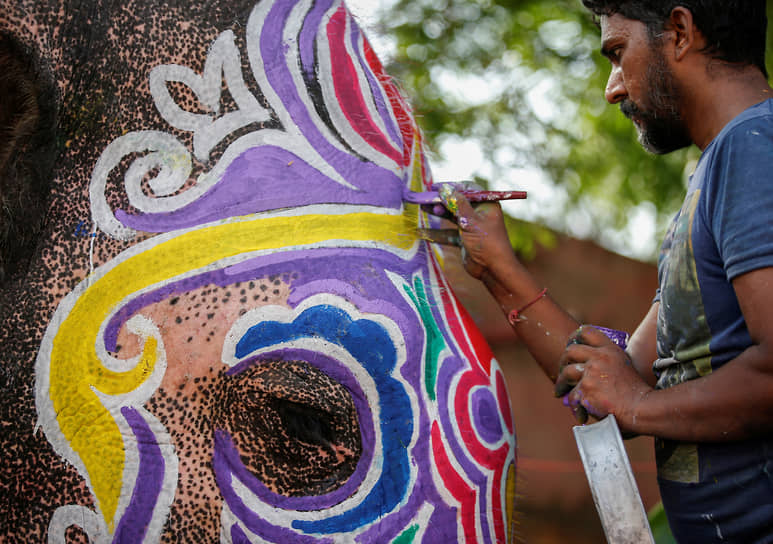 Ахмедабад, Индия. Погонщик красит слона накануне праздника Ратха-ятра