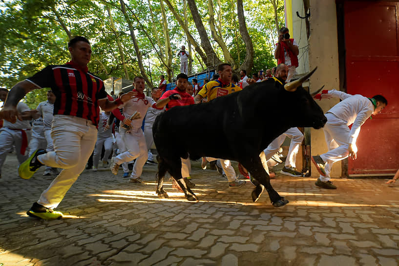 Памплона, Испания. Боевой бык на фестивале Сан-Фермин 