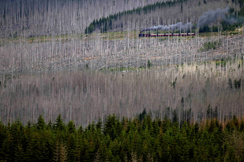 Ширке, Германия. Поезд на фоне леса, разрушенного засухой и короедом