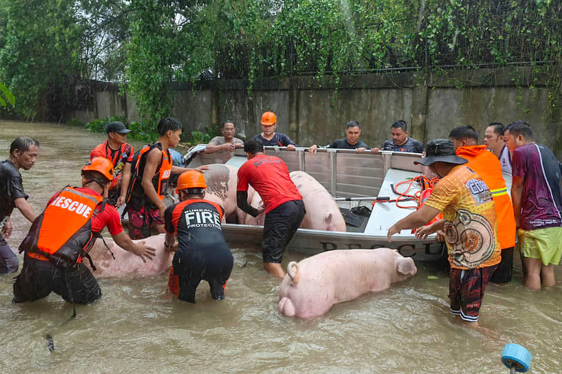 Лаоаг, Филиппины. Сотрудники экстренных служб спасают свиней от паводковых вод