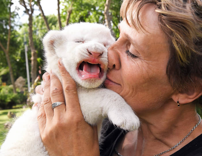 Крым. Новорожденный белый львенок в сафари-парке «Тайган» в Белогорском районе