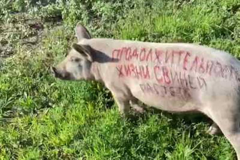 В августе 2023 года в Хакасии оштрафован политтехнолог Михаил Биюн. Он использовал свинью для предвыборной агитации против коммунистов. На животном краской нарисовали серп и молот, а также слоган: «Продолжительность жизни свиней растет»