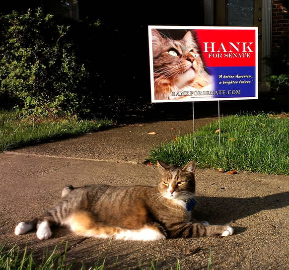 В феврале 2012 года владельцы кота по кличке Хэнк заявили о его выдвижении от Вирджинии на выборы в Сенат Соединенных Штатов. Избирательная кампания организована ими ради пожертвований приютам для бездомных животных. В предвыборный период владельцы кота собрали примерно $60 тыс. Они также заявили, что около семи тысяч бюллетеней, которые считаются испорченными, на самом деле поданы за Хэнка 