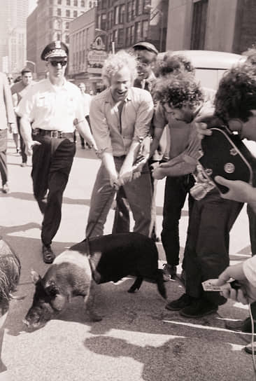 В августе 1968 года в США Международная молодежная партия йиппи в знак протеста против выдвижения Ричарда Никсона и Хьюберта Хамфри на выборы президента Америки предложила альтернативного кандидата — свинью по кличке Пигасус. Партия провела митинг в поддержку поросенка, где полиция изъяла животное и задержала организаторов мероприятия