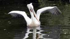 Кудрявые пеликаны не улетели с берегов Маныча