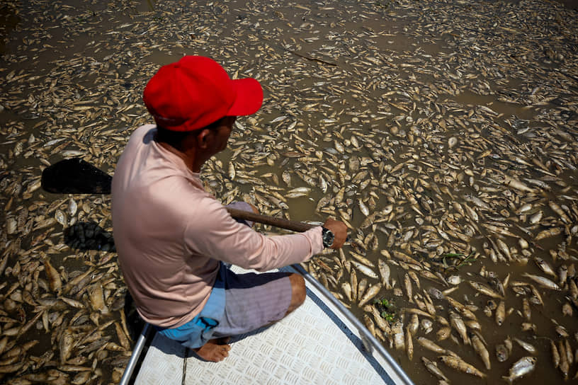 Манакапуру, Бразилия. Лодочник наблюдает за мертвой рыбой в озере Пиранья, пострадавшем от засухи