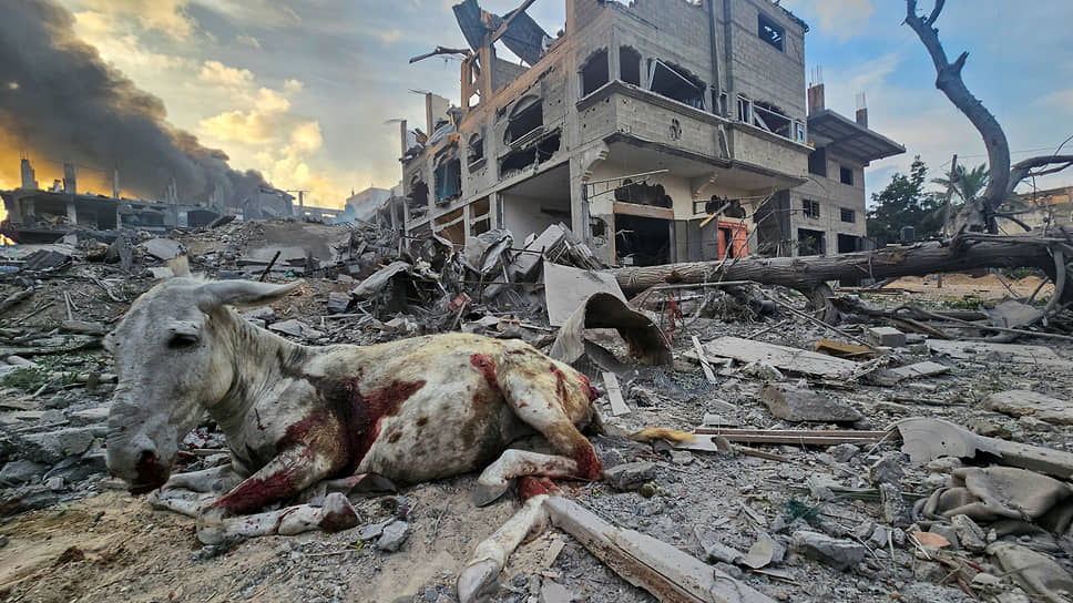 Раненый осел возле разрушенных зданий в Джебалии (сектор  Газа)