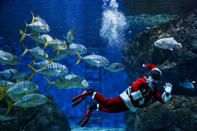 Бангкок, Таиланд. Аквалангист в костюме Санта-Клауса приветствует посетителей океанариума Sea Life Bangkok Ocean World