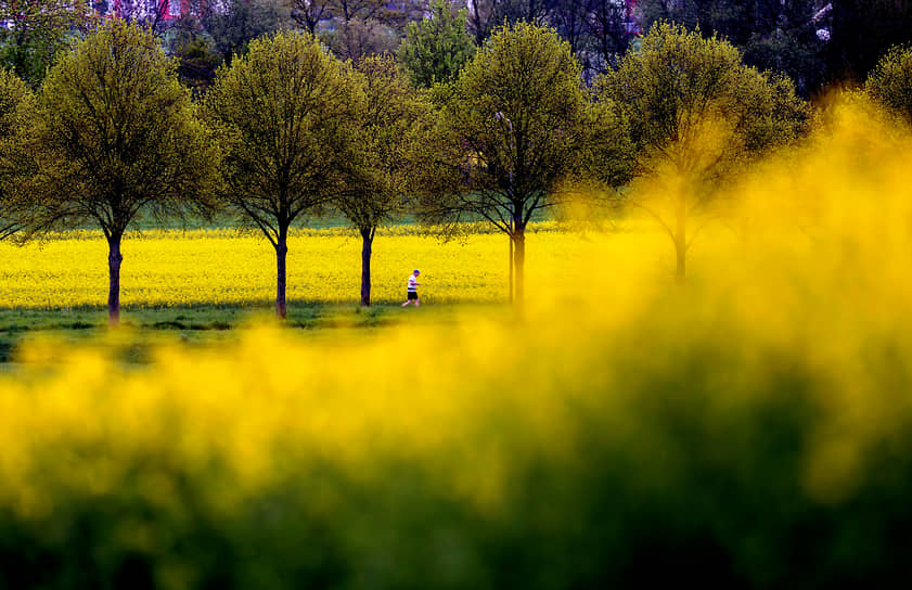 Франкфурт, Германия. Мужчина бежит среди рапсовых полей