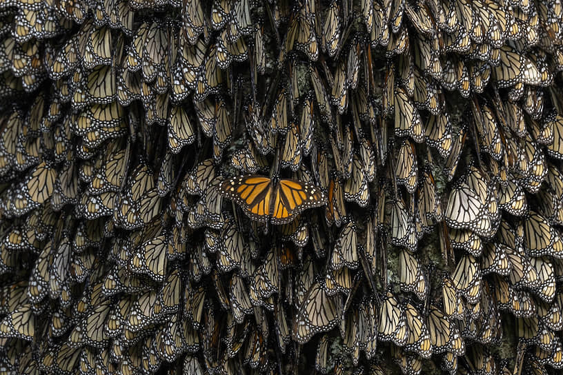 Мексика. «Спасение монархов», фотограф Хайме Рохо