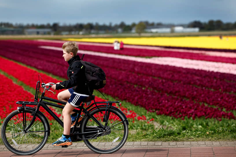 Лиссе, Нидерланды. Мальчик проезжает мимо поля тюльпанов
