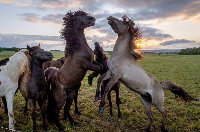 Франкфурт, Германия. Исландские лошади на фоне восхода солнца 