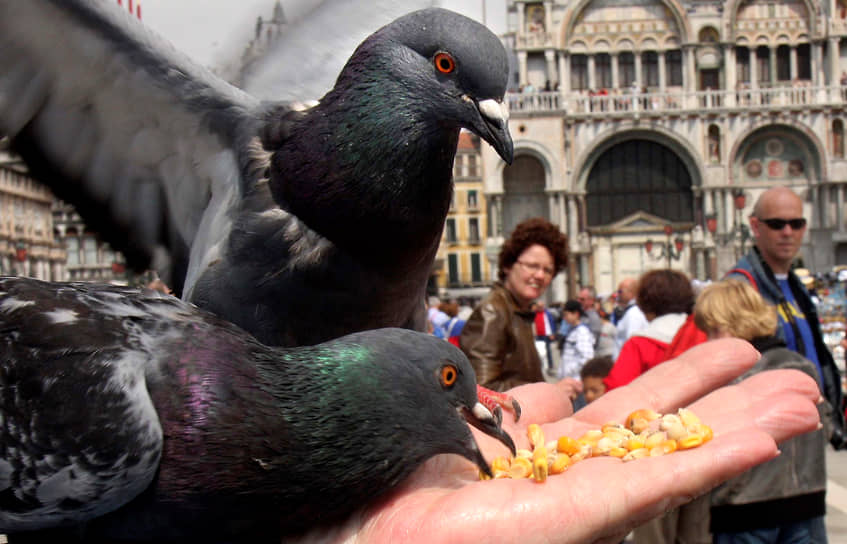 Кормление голубей на площади святого Марка в Венеции — дорогостоящее занятие. Штраф может составить от €25 до €500
