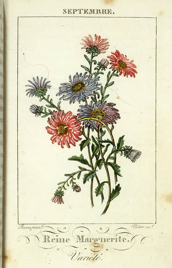 Иллюстрации из книги «Язык цветов» (Le Language des Fleurs) Шарлотты де ла Тур, 1819