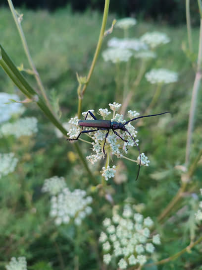 Жук-усач (Aromia moschata)