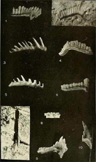 В коллекции Гупты оказались сотни окаменелостей — как выяснилось, не из Гималаев, а из разных уголков Земли