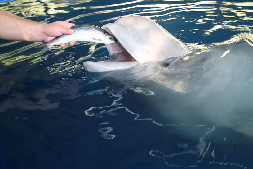 Лучшее поощрение для дельфина — рыбка