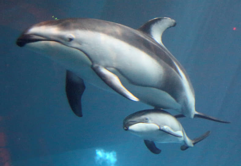 Дельфин со своим детенышем в аквариуме в Чикаго