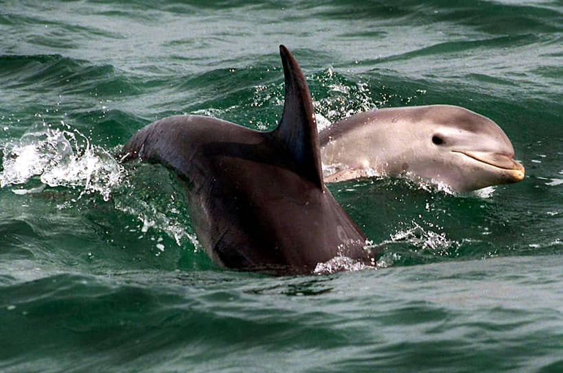 Дельфины играют в водах австралийского Мельбурна