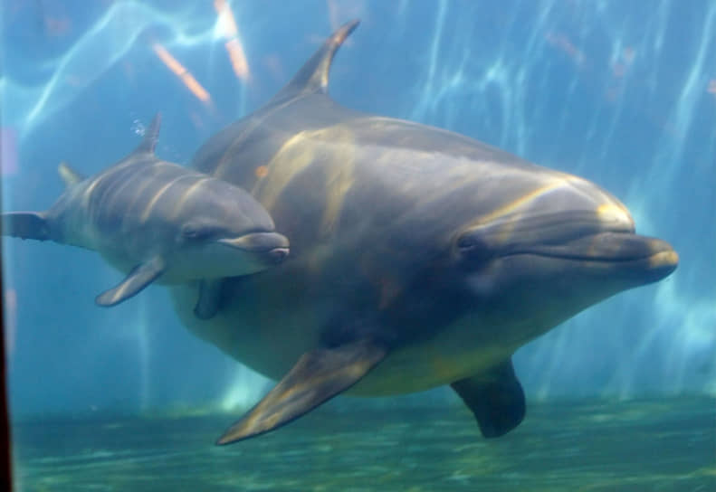 Двухдневный дельфин плавает с мамой в аквариуме в Токио