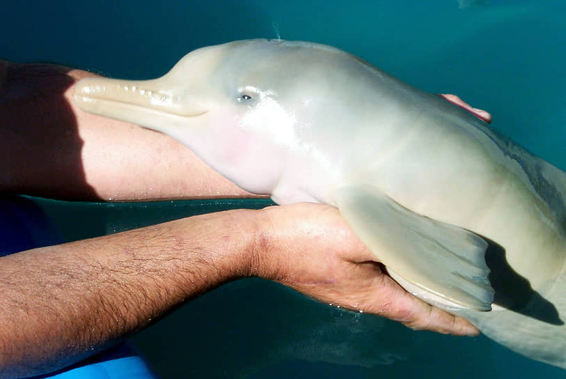 Десятидневный дельфин