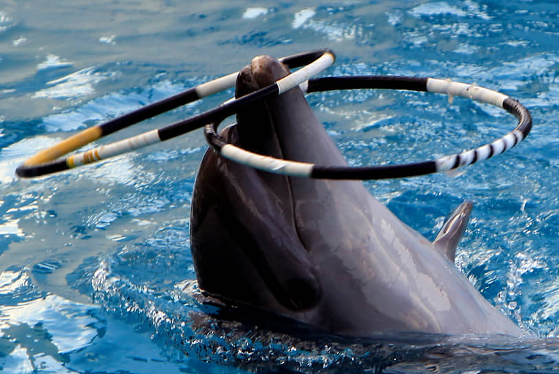 Дельфин крутит на носу обручи