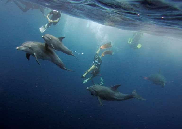 Люди плавают вместе с дельфинами на острове Микура севернее Токио