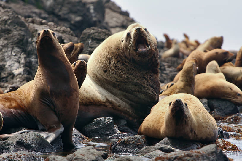 Сивучи на острове Монерон