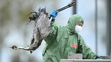 Птичий грипп расправляет крылья