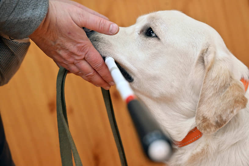 Обучение собак-проводников в Учебно-кинологическом центре «Собаки-помощники»