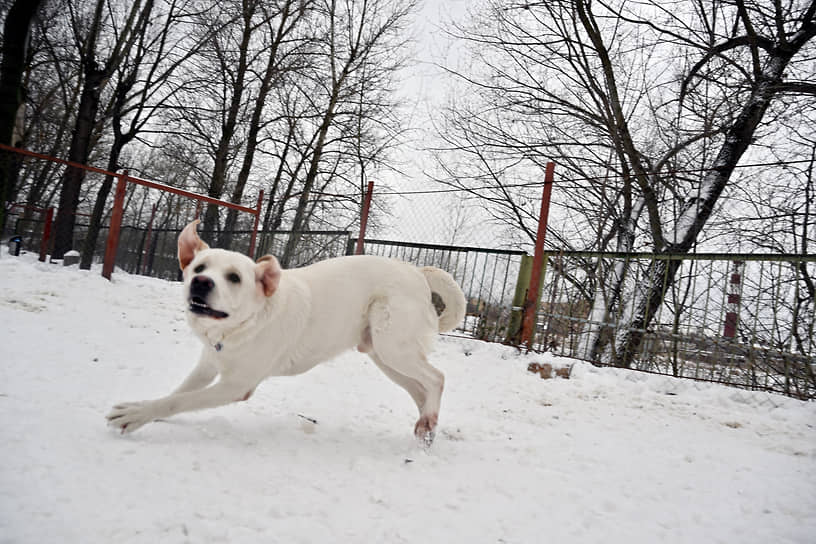 Обучение собак-проводников в Учебно-кинологическом центре «Собаки-помощники»