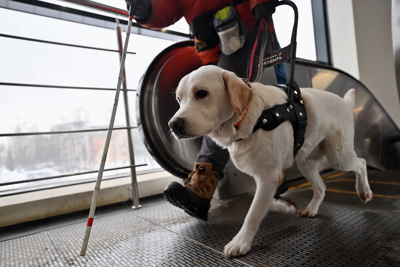 Обучение собак-проводников в Учебно-кинологическом центре «Собаки-помощники»