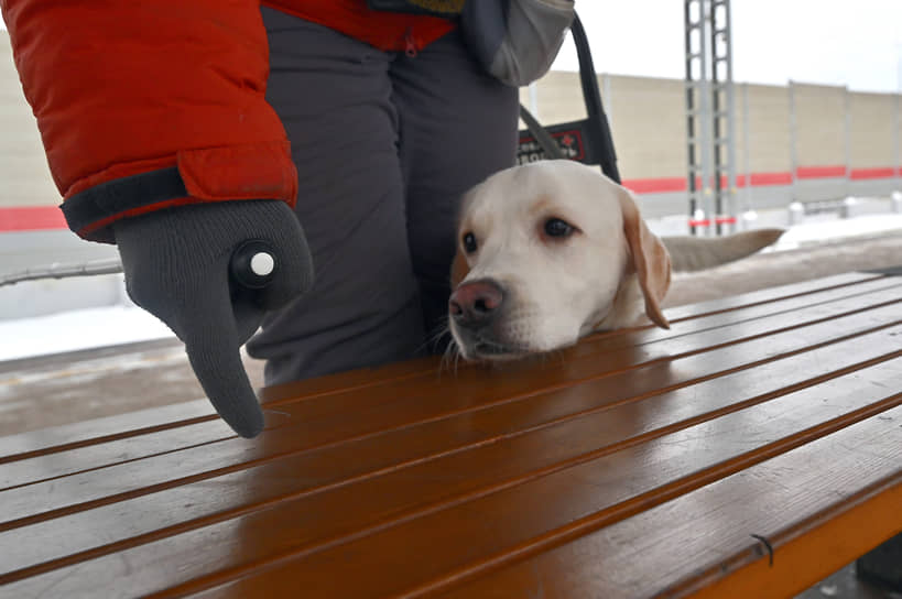 Обучение собак-проводников в Учебно-кинологическом центре «Собаки-помощники»