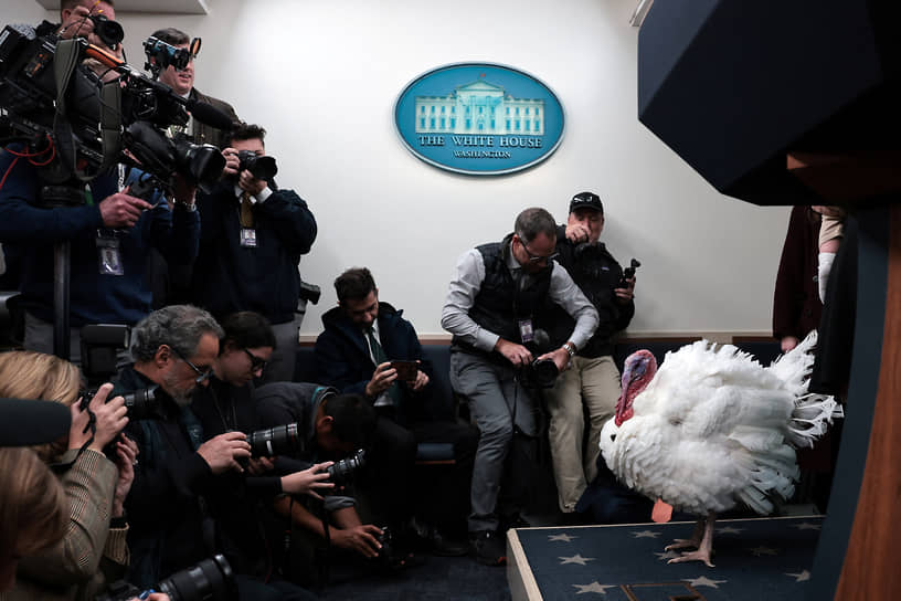 Специально для праздничного мероприятия индеек привезли в Вашингтон на поезде из штата Северная Каролина. До мероприятия птиц содержали в отеле Willard Intercontinental Hotel
&lt;br>На фото: индейка Уоддл в Белом доме в Вашингтоне