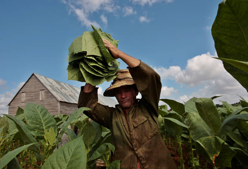 Сбор урожая табака на плантации близ Гаваны