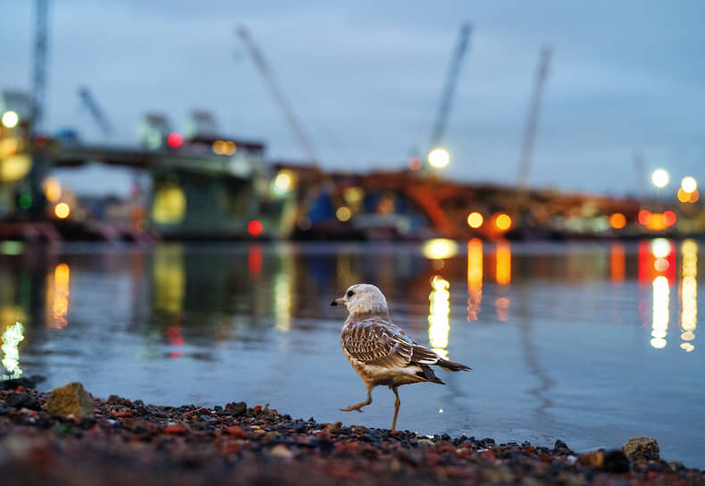 Птица рядом со строительной площадкой Большого Смоленского моста в Санкт-Петербурге