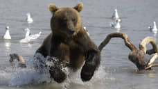 День медведя