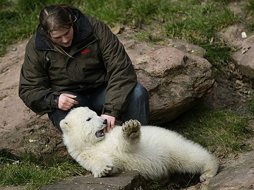 08.04.08 В Германии в зоопарке Нюрнберга белая медведица Флоке впервые появилась перед посетителями. У ее вольера собрались сотни журналистов