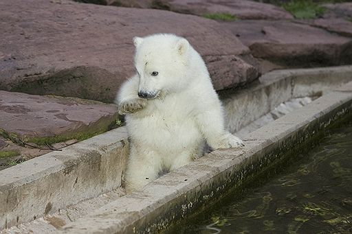 08.04.08 В Германии в зоопарке Нюрнберга белая медведица Флоке впервые появилась перед посетителями. У ее вольера собрались сотни журналистов