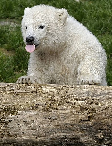 08.04.08 В Германии в зоопарке Нюрнберга белая медведица Флоке впервые появилась перед посетителями. У ее вольера собрались сотни журналистов