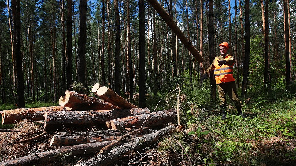 Как Минприроды добилось отмены реформы финансирования лесоохраны
