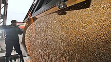 В поставках зерна проросла фиктивность