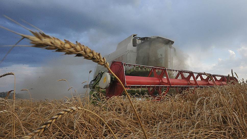 Как Египет уценил российскую пшеницу