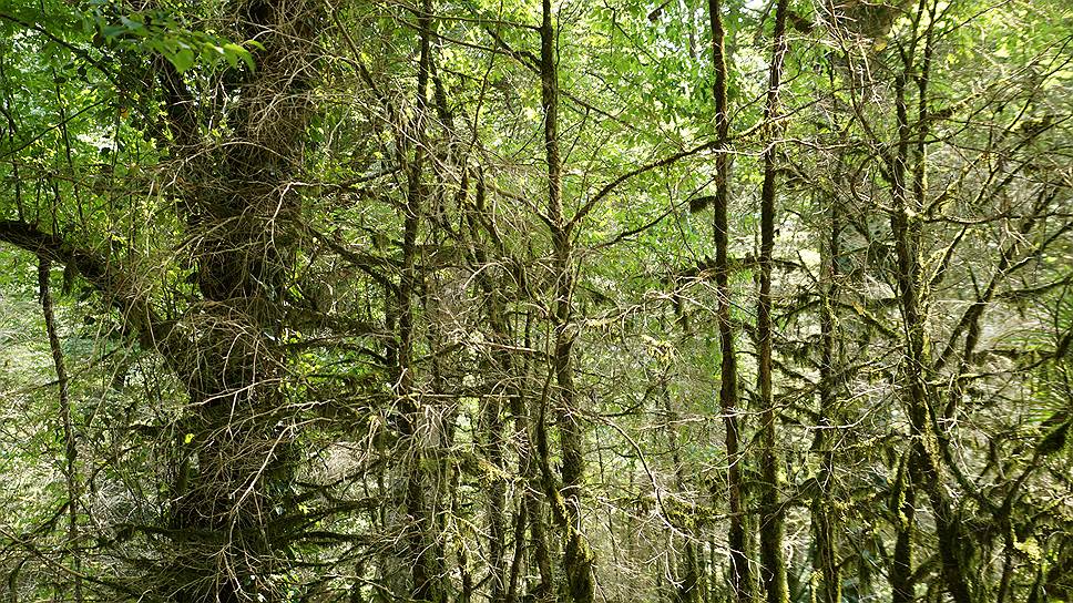 Почему в Адыгее и Краснодарском крае погибли реликтовые самшитовые леса