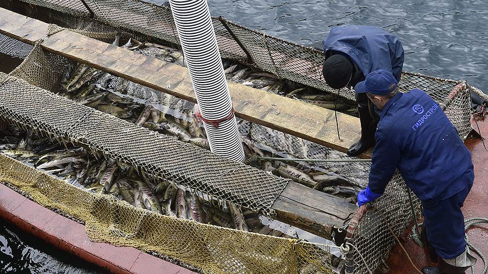 Балансовая прибыль российской рыбной отрасли в первом полугодии 2017 года сократилась на 18,7%