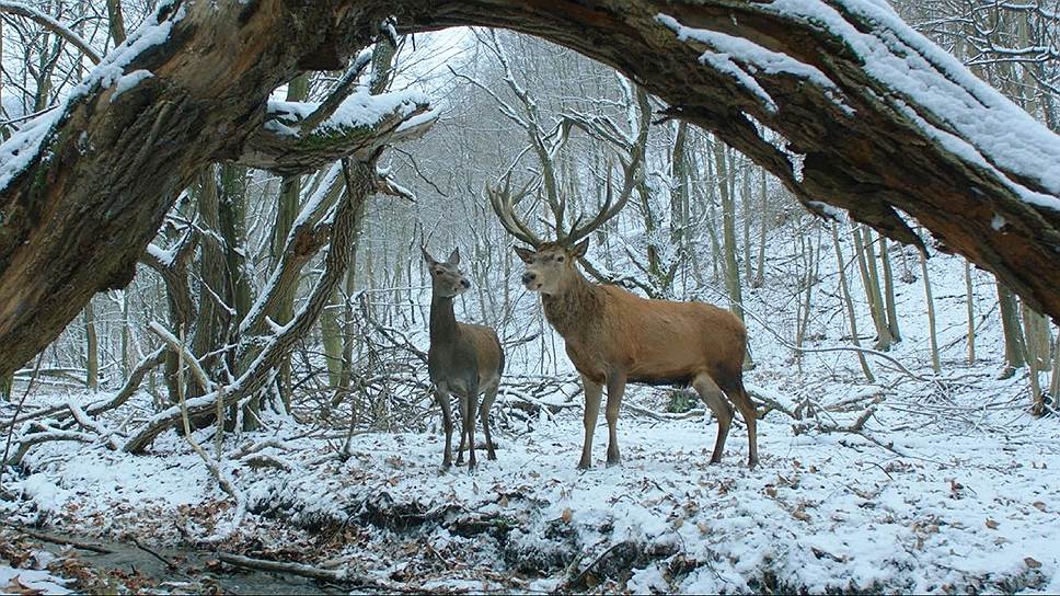 Кровавые будни скотобойни навевают героям один и тот же сон: прекрасная пара оленей посреди заснеженного леса