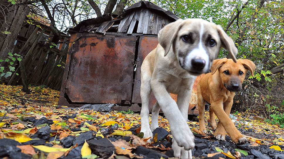Зоозащитники заявили о б «уничтожении и утилизации» бездомных животных в городах, где пройдут матчи ЧМ