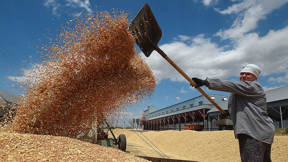 Как сказались слухи об ограничении экспорта зерна на внутреннем рынке России